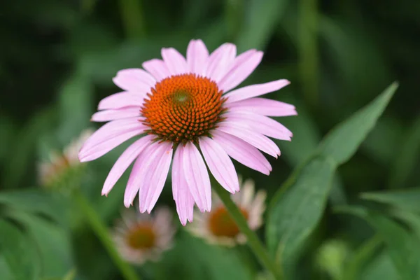 Pink Coneflower Rubinstern Latin Name Echinacea Purpurea Rubinstern — Stock Photo, Image