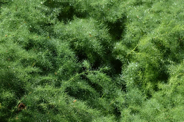 Szparagi Wąskolistne Nazwa Łacińska Asparagus Tenuifolius — Zdjęcie stockowe