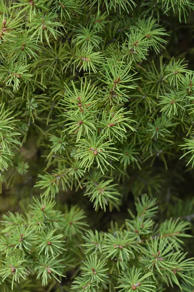 Anão Alberta Spruce Nome Latino Picea Glauca Conica — Fotografia de Stock