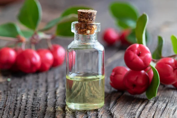 Bottle Essential Oil Wintergreen Leaves Berries — Stock Photo, Image