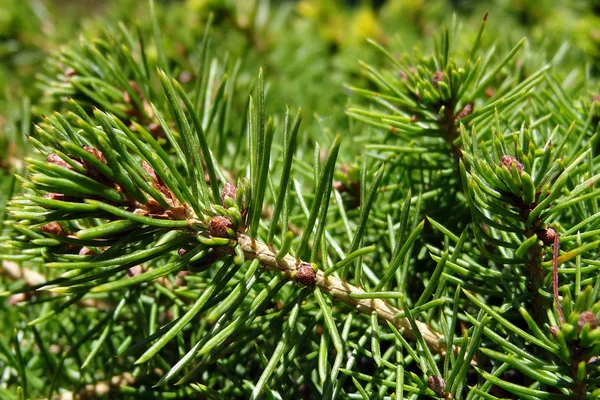 Young Green Sprig Pine Needles Clear Spring Day Background — Stock Photo, Image