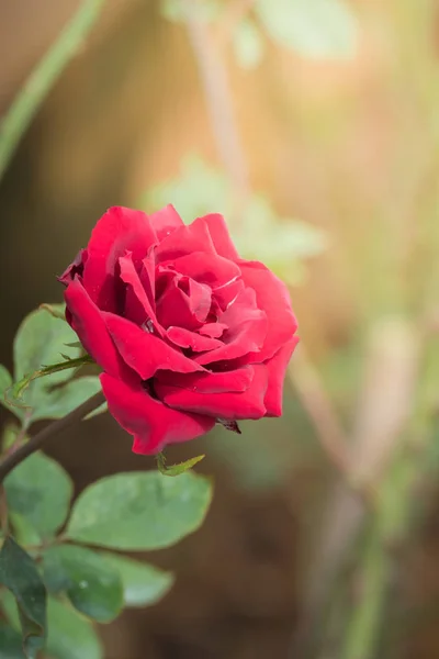 Roses Dans Jardin Les Roses Sont Belles Avec Une Belle — Photo