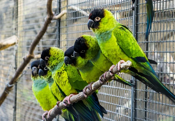 Sok Nanday Papagájok Közel Egymáshoz Egy Madárház Színes Trópusi Kis — Stock Fotó