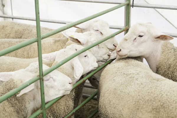 Fåruppfödning Fångenskap Uppgifter Vissa Djur Som Producerar Ull Och Mjölk — Stockfoto