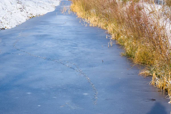 Fryst Isig Flod Med Gräs Vintersäsongen Europeiskt Landskap Nederländerna — Stockfoto