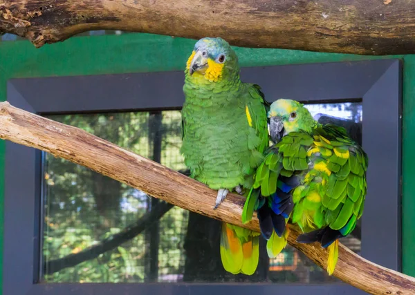 Két Vicces Boldog Kék Homlokú Papagáj Egy Ágon Együtt Trópusi — Stock Fotó