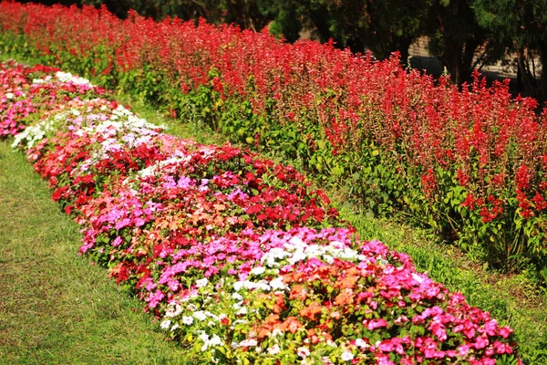 Různé Malé Barevné Květiny Zahradě — Stock fotografie