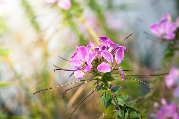 Εικόνα Φόντου Των Πολύχρωμων Λουλουδιών Φύση Υποβάθρου — Φωτογραφία Αρχείου
