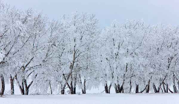 Winter Frost Saskatchewan Kanada Isstorm Fara — Stockfoto