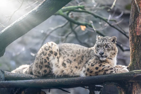 Hermoso Blanco Exótico Gato Snow Leopard Irbis Uncia Unca — Foto de Stock