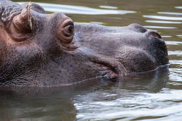 Aygırı Seattle Daki Hayvanat Bahçesinde Yapay Yaşam Alanında — Stok fotoğraf