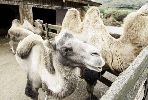 Kamelen Een Natuurpark Detail Van Zoogdieren — Stockfoto