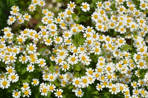 Gyllene Febern Latinskt Namn Tanacetum Parthenium Aureum Chrysanthemum Parthenium Aureum — Stockfoto