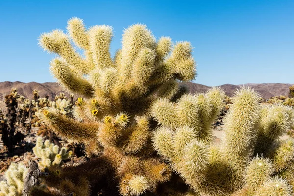 Cholla Cactus Cylindropuntia Bigelovii Γνωστή Teddy Bear Cholla Στον Κήπο — Φωτογραφία Αρχείου