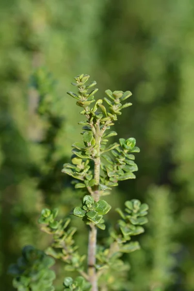 Alpine Mint Bush Latin Name Prostanthera Cuneata — Stock Photo, Image