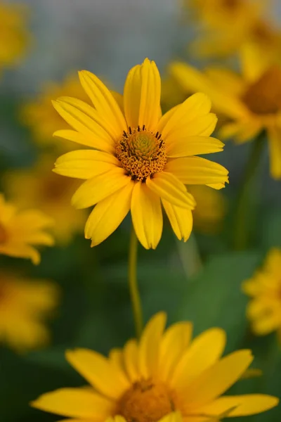 偽ひまわりドーアゴールド ラテン語名 Heliopsis Helanthoides Dauer Gold — ストック写真