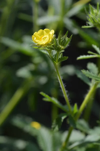 Sulphur Cinquefoil Yellow Flower Latin Name Potentilla Recta — Stock Photo, Image