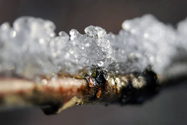 在明亮的树枝上融化的冰雪 — 图库照片