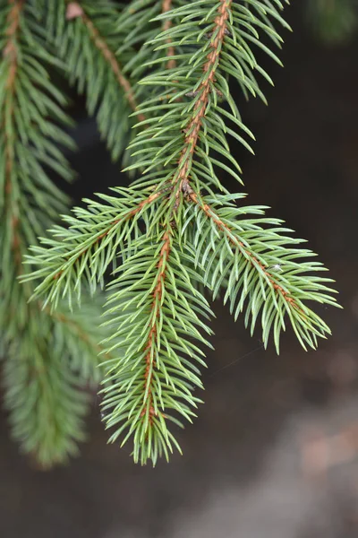 Синий Ель Ветви Латинское Название Picea Pungens — стоковое фото