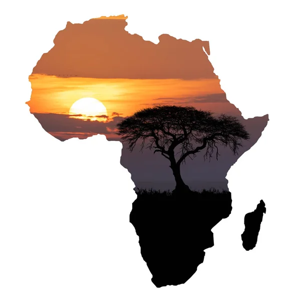 Типичные Африканские Пейзажи Силуэт Большого Дерева Акации Равнинах Саванны Карте — стоковое фото
