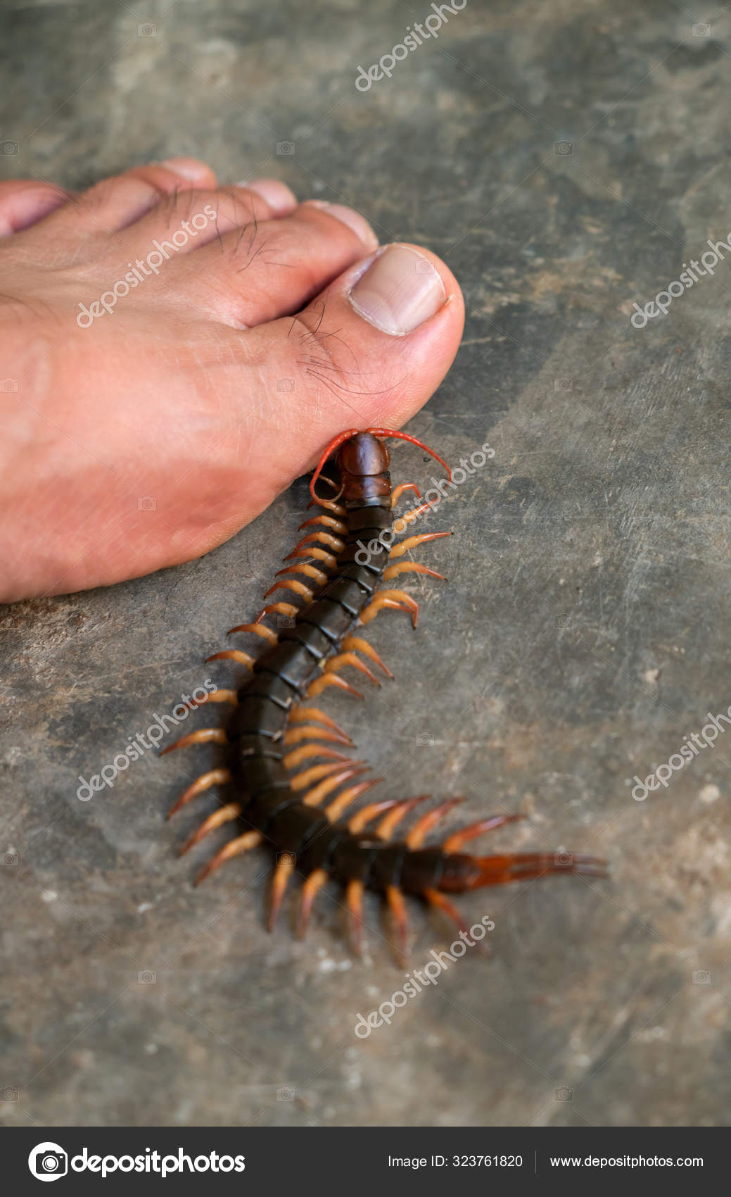 сколопендра крымская маленькая. следы сороконожки. укус сколопендра крымская. следы сороконожки. сколопендра астраханская.