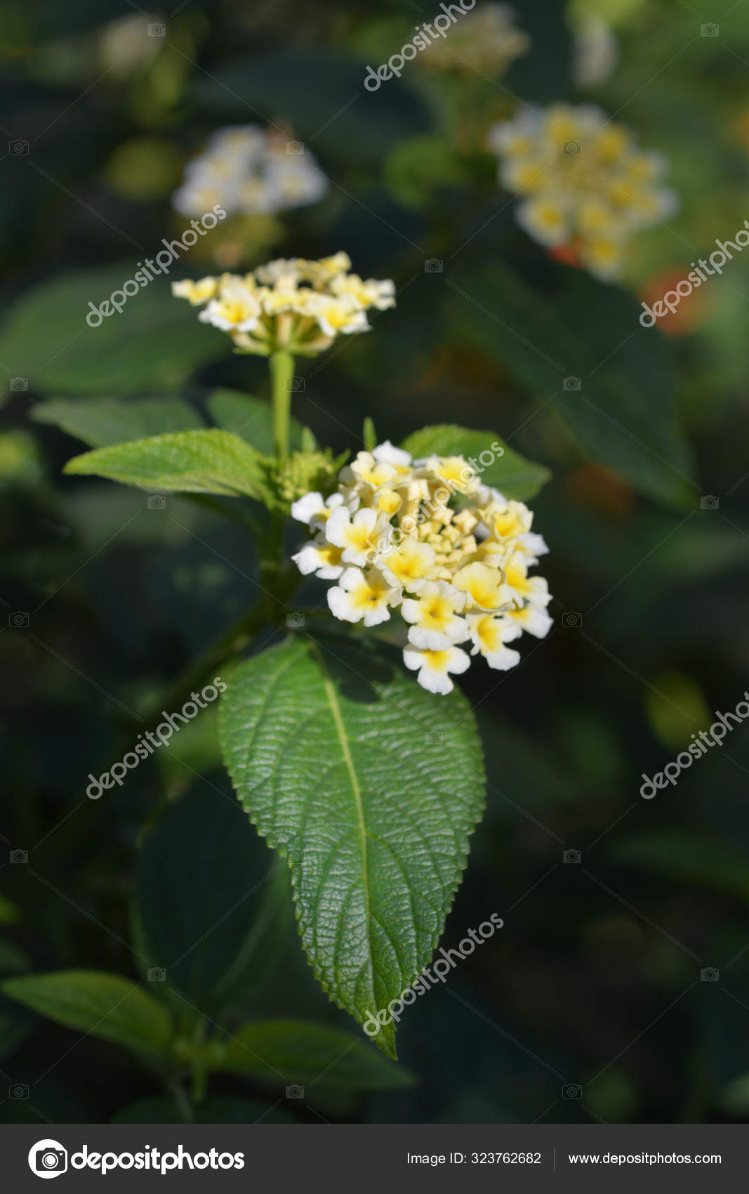Fleur Verveine Arbustive Blanche Nom Latin Lantana Camara image libre de  droit par YAYImages © #323762682