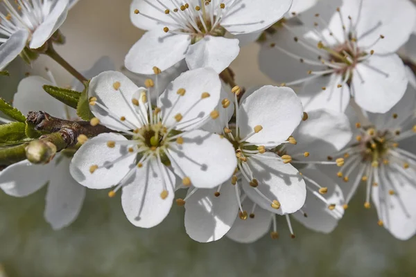 Белые Персиковые Сомы Цветущие Весной — стоковое фото