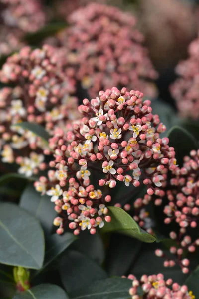 Japansk Skimmer Latinskt Namn Skimmia Japonica — Stockfoto