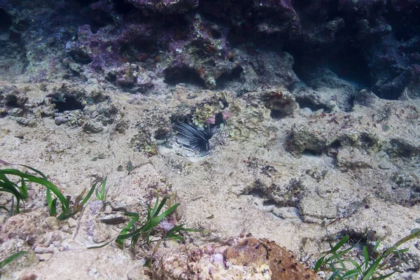 Diadema Antillarum Скрывающаяся Расселине Кораллов — стоковое фото
