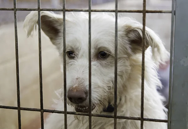 Cães Enjaulados Abandonados Detalhes Animais Rua Abuso Animais — Fotografia de Stock