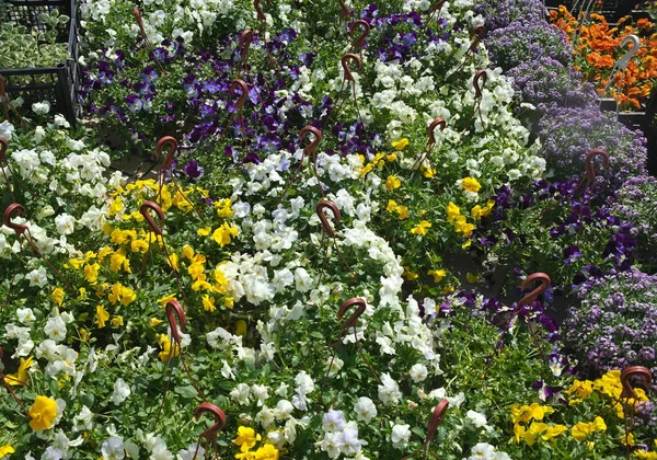 Verschiedene Blühende Hausblumen Blumenladen — Stockfoto