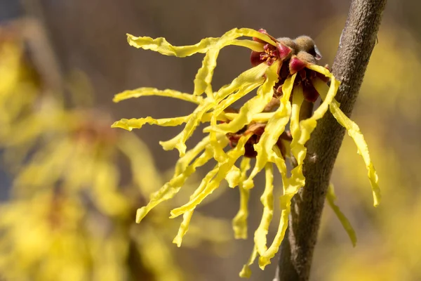 Sorcière Hazel Hybride Hamamelis Intermedia Couleurs Printemps — Photo