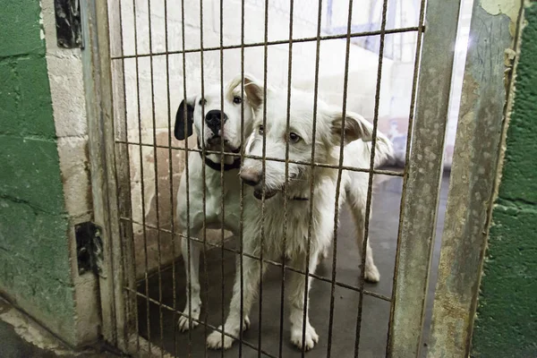 Perros Enjaulados Abandonados Detalle Animales Callejeros Maltrato Animal — Foto de Stock