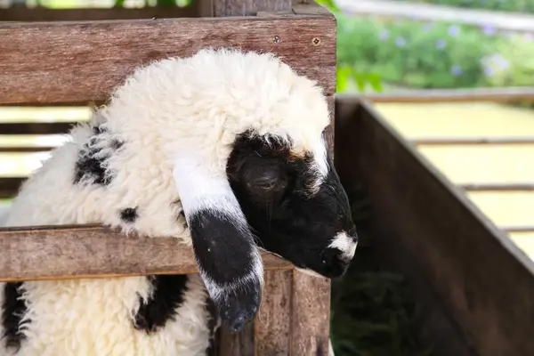 Tayland Bir Çiftlikte Koyun — Stok fotoğraf