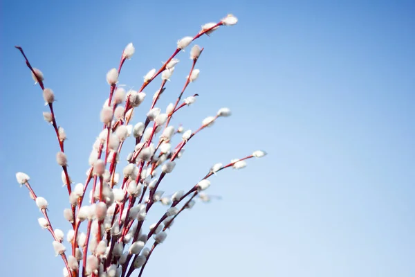 Букет Квітучої Верби Блакитне Небо Верба Під Час Цвітіння Концепція — стокове фото