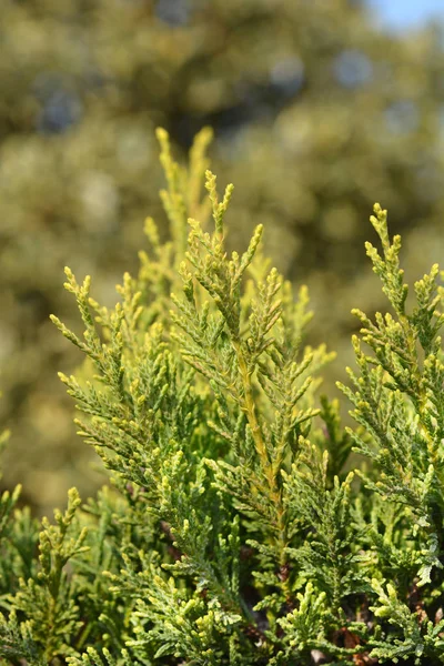 Leyland Cypress Castlewellan Gold Latin Name Cupressocyparis Leylandii Castlewellan Gold — Stock Photo, Image