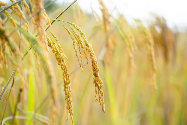 Golden yellow rice grains in rice fields