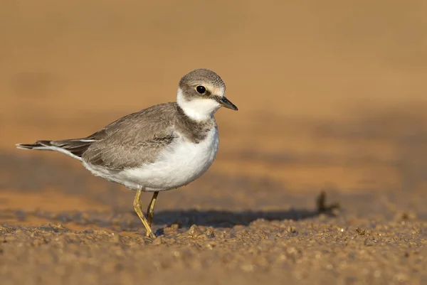 Little Ringed Plover Charadrius Dubius Looking Food Water Mud — Stock Photo, Image