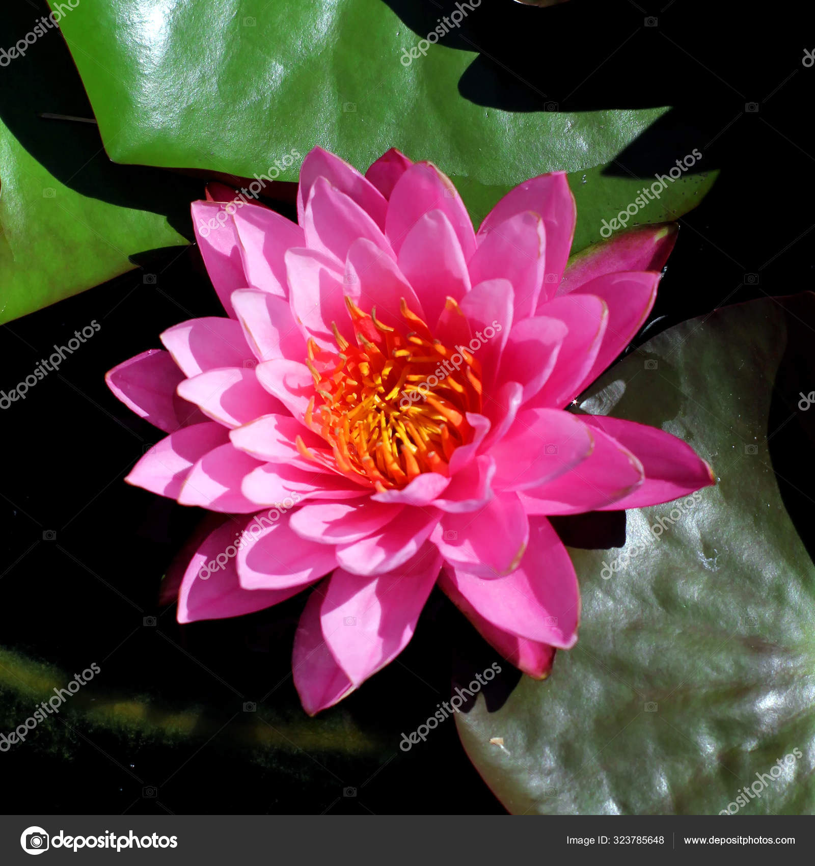 Hermosa Flor Loto Flor: fotografía de stock © YAYImages #323785648 |  Depositphotos