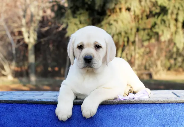 Mały Żółty Szczeniak Labrador Siedzi Niebieskim Tle — Zdjęcie stockowe