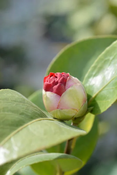 Camellia Flower Bud Latin Name Camellia Japonica — Stock Photo, Image