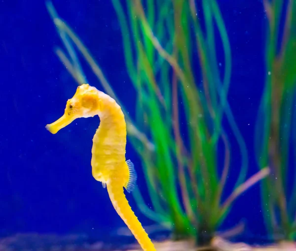 Marine Life Fish Portrait Common Yellow Estuary Seahorse Macro Closeup — Stock Photo, Image