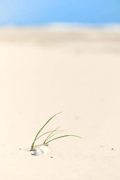 Пейзаж Порожній Пляж Морськими Трав Яними Раковинами Водою — стокове фото