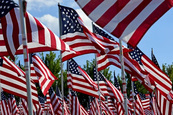 Ett Fält Amerikanska Flaggor — Stockfoto