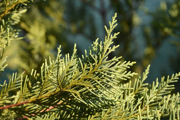 Leyland Cypress Latin Name Cuprocyparis Leylandii — Stock Photo, Image