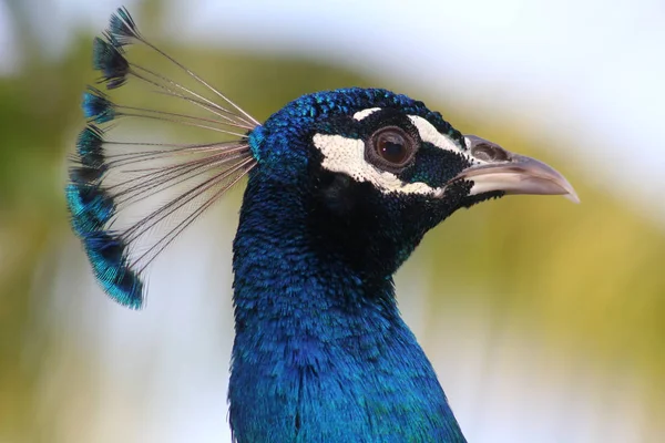 Potret Burung Merak Jantan — Stok Foto