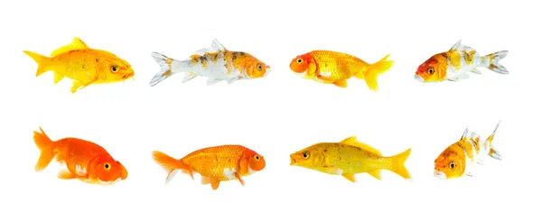 Gruppe Von Goldfischen Und Koi Fischen Und Bubble Eye Goldfischen — Stockfoto