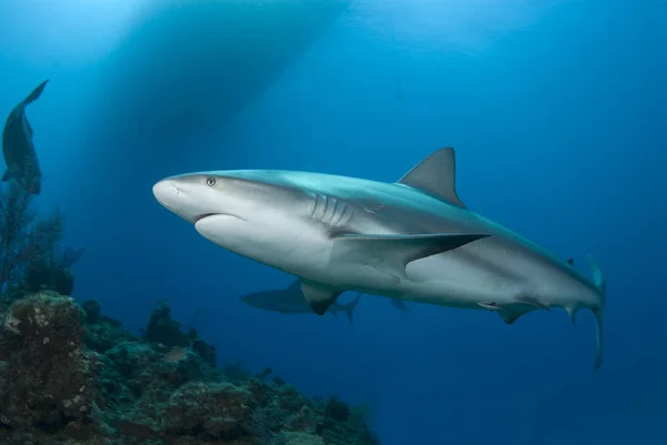 一只加勒比大堡鲨 Carcharhinius Perezi 在清澈的蓝水中沿着大堡礁游动 水面上有一艘船的影子 背景上还有另一只鲨鱼 — 图库照片