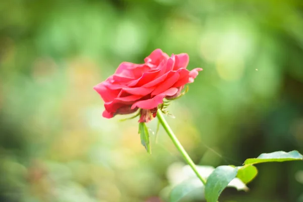 Gros Plan Une Belle Rose Rouge Sur Une Branche Verte — Photo