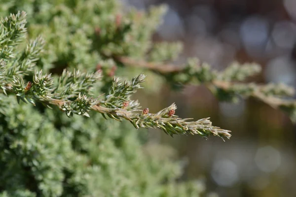 Japanese Garden Juniper Latin Name Juniperus Procumbens Nana — Stock Photo, Image